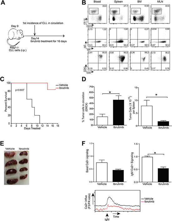 Leukemia induction following EMC cell engraftment as a tool to study therapeutics.