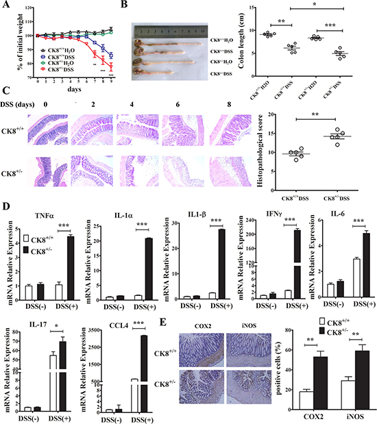 CK8 dampens inflammatory responses after DSS induction.