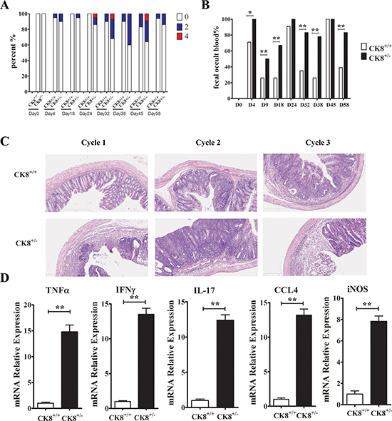 Increased inflammatory response in AOM/DSS-treated CK8+/&#x2212; mice compared to CK8+/+ mice.