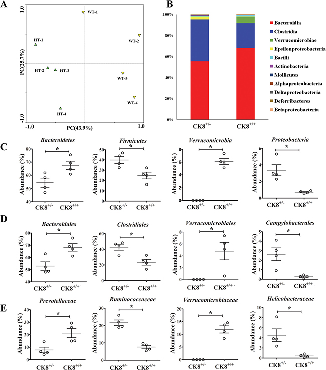 Fecal microbiota of CK8+/&#x2212; mice is distinguished from that of WT mice after AOM/DSS treatment.