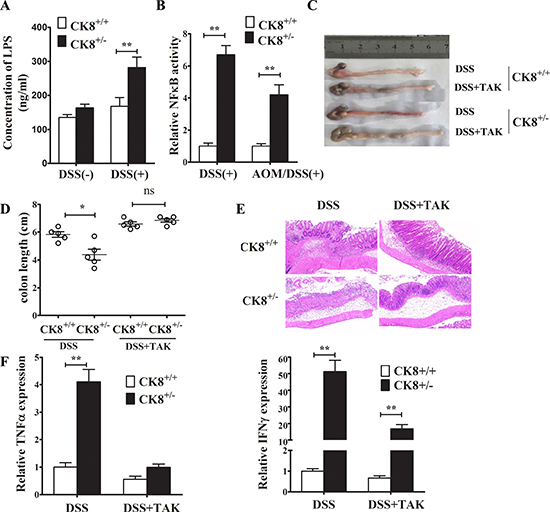 TLR4 inhibitor treatment reduced the susceptibility of CK8+/&#x2212; mice to DSS-induced colitis.