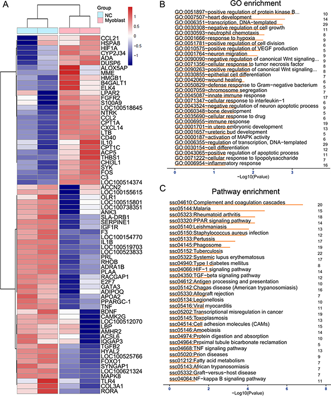 The expression profiles of inflammation-relative genes in heart tissues after myoblast transplantation.