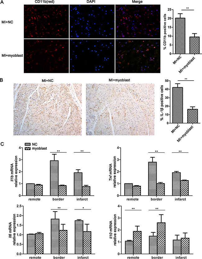 Myoblast transplantation attenuates inflammation in heart tissue post-MI.