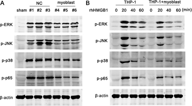 Myoblast inhibits the activation of MAPK and NF-kB pathway.