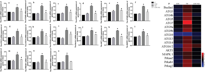 LYC abrogates cadmium exposure-induced hippocampal autophagy activation.