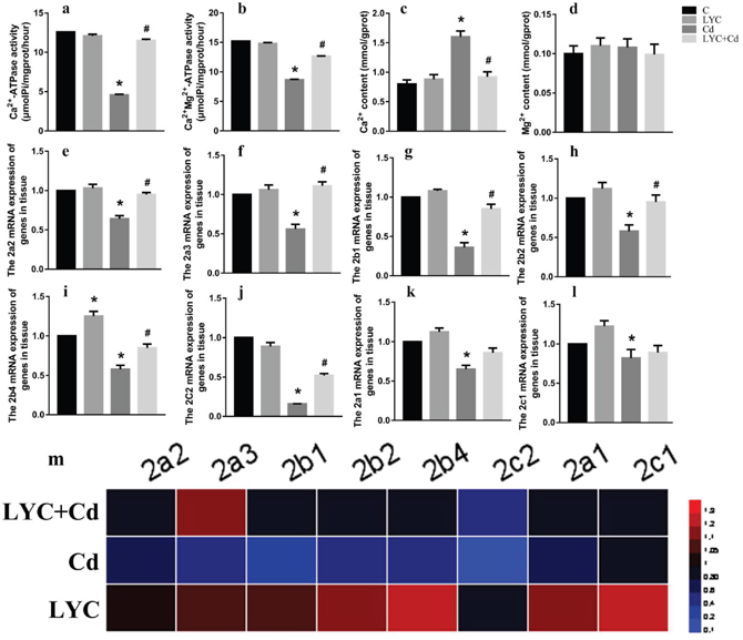 LYC inhibits Cd-induced dysfunction in hippocampal Ca2+ homeostasis.