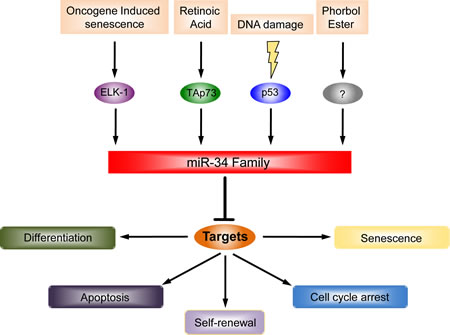 The miR-34 family regulators and their functions.