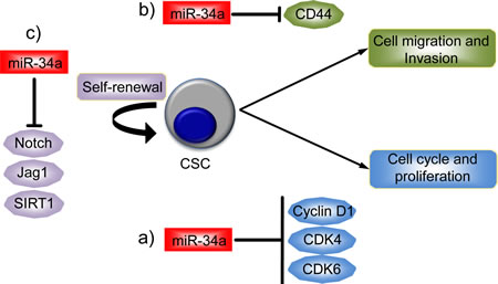miR-34a as a regulator of cancer stem cell biology.