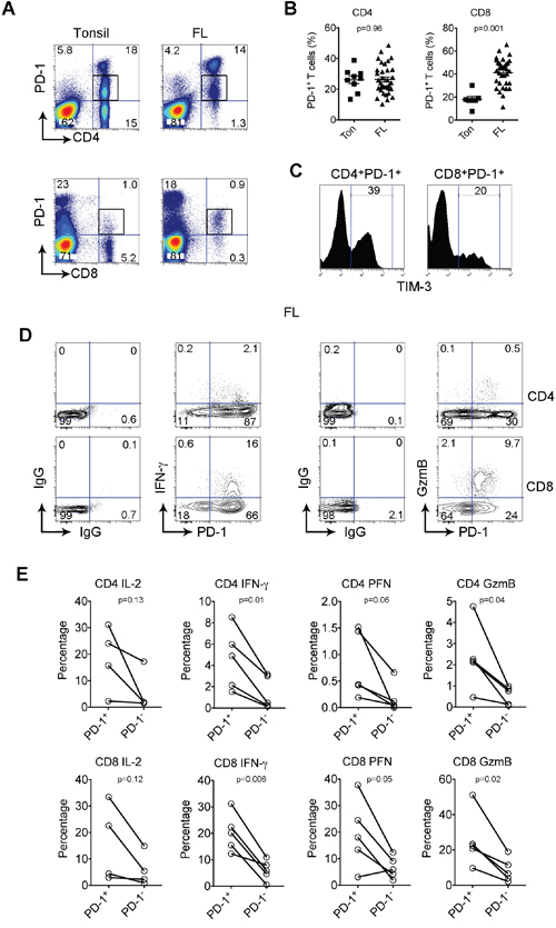 PD-1+ T population is expanded and functionally active in FL.