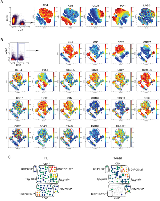 Intratumoral LAG-3+ T cells are phenotypically heterogeneous.