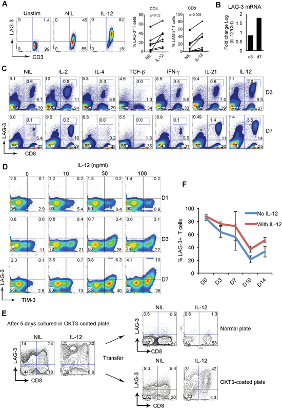 LAG-3 expression is upregulated and maintained by IL-12.