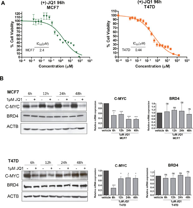 JQ1 treatment of human luminal breast cancer cell lines reduces cell viability and downregulates C-MYC.