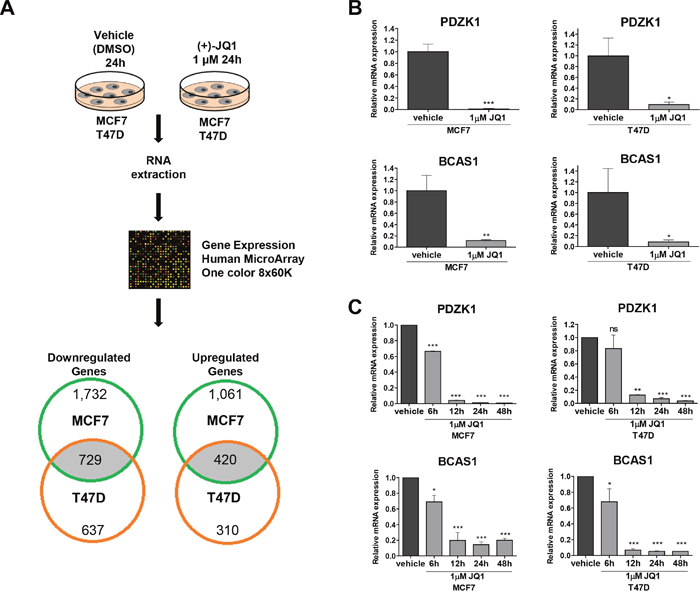 Expression microarray analyses identify PDZK1 and BCAS1 as breast cancer oncoproteins downregulated by JQ1 treatment in human luminal breast cancer cell lines.