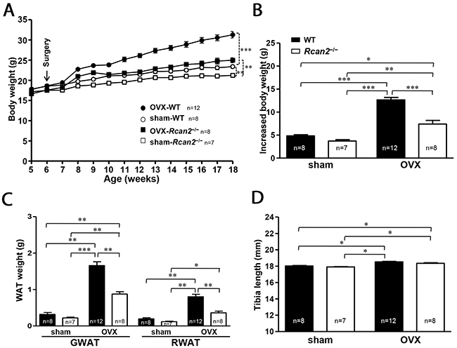 Changes in body weight and adipose tissue deposition in WT and Rcan2&#x2212;/&#x2212; mice after sham-operation or bilateral ovariectomy fed on a NCD.