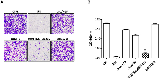 HGF upholds the migration of MET-addicted EBC-1 lung cancer cells upon MET tyrosine kinase inhibition.