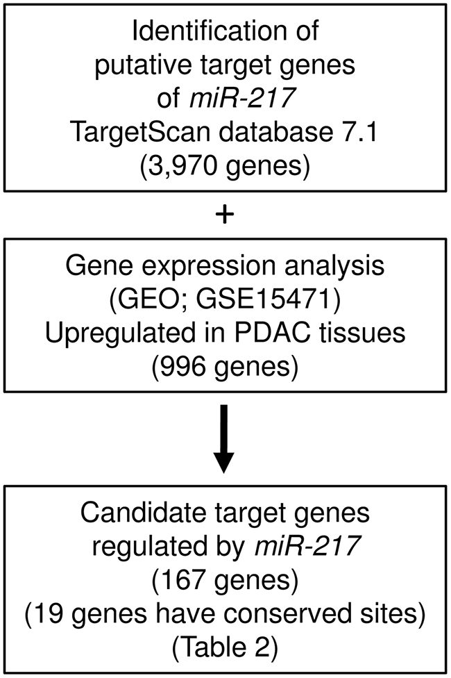 The strategy for analysis of miR-217 target genes.