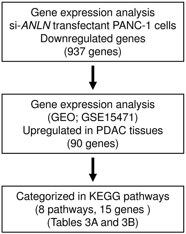 The strategy for analysis of ANLN downstream genes.