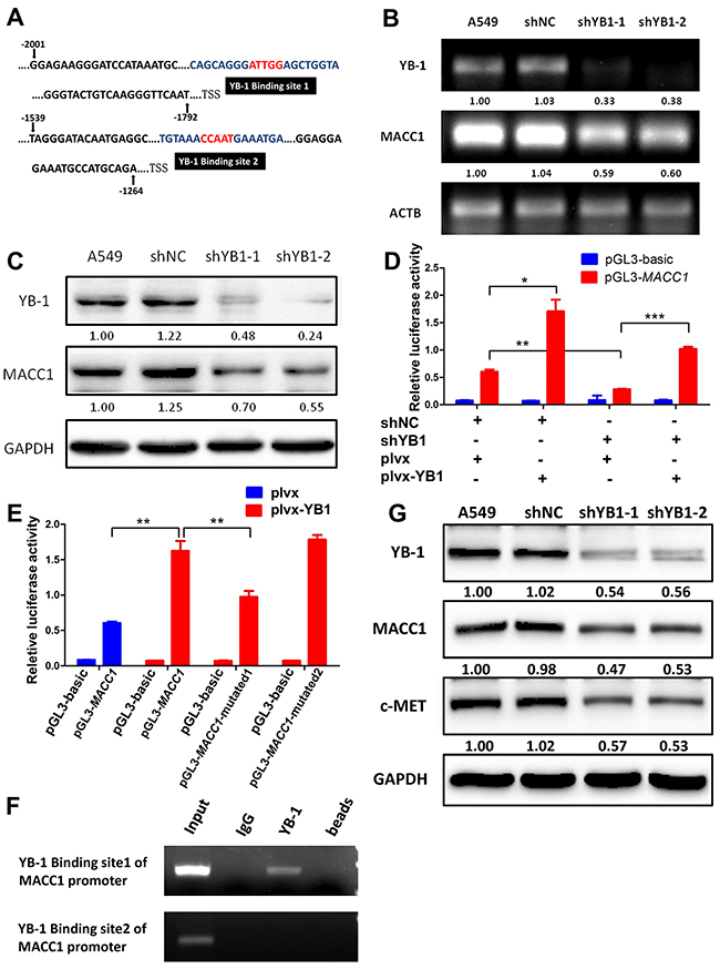 YB-1 promotes MACC1 transcription by binding to MACC1 promoter and activates MACC1/c-Met pathway.