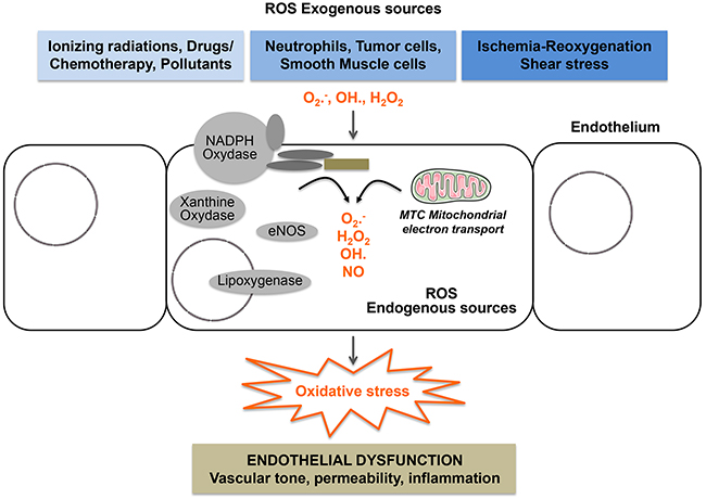 Endothelial cells are heavily exposed to oxidative stress.