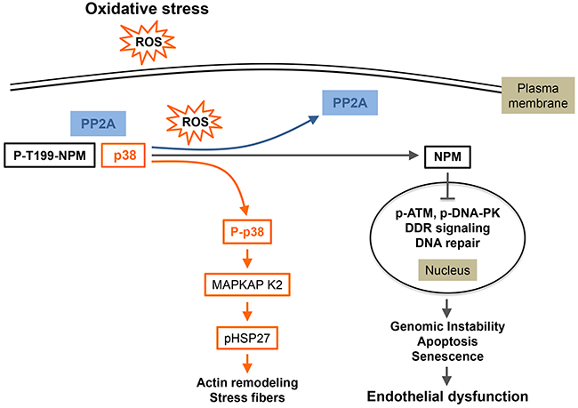 p38-mediated oxidative stress responses in endothelial cells.