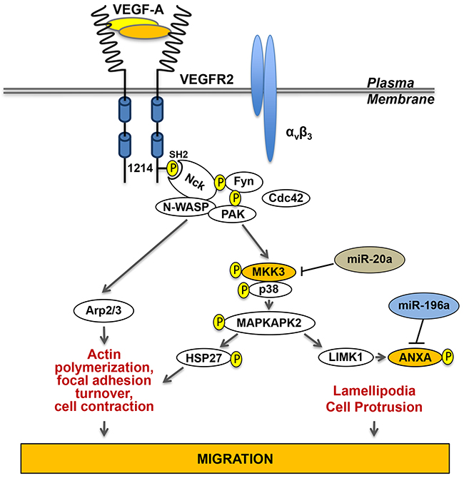 p38-mediated endothelial cell migration in response to VEGF.