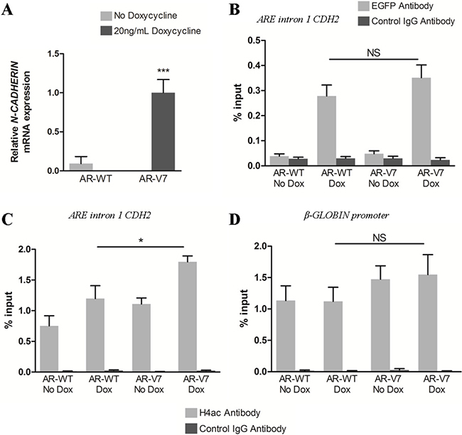 Both AR-FL and AR variants are recruited at ARE in CDH2 intron 1 but AR variants are associated with increased histone H4 acetylation.