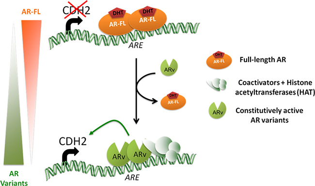 Proposed model of N-cadherin regulation by androgen receptor in LNCaP cells.