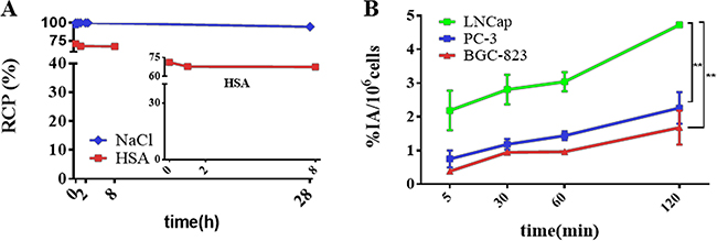 In vitro stability test and cell uptake analysis of 64Cu-PSMA-617.