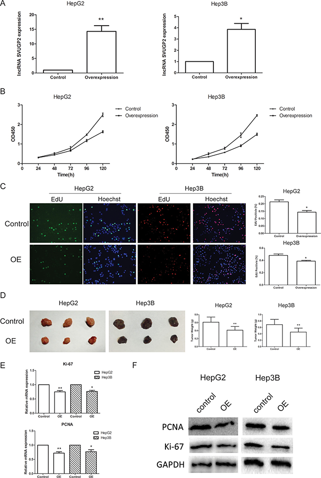 lncRNA-SVUGP2 inhibits proliferation of HepG2 and Hep3B human liver cancer cell lines.