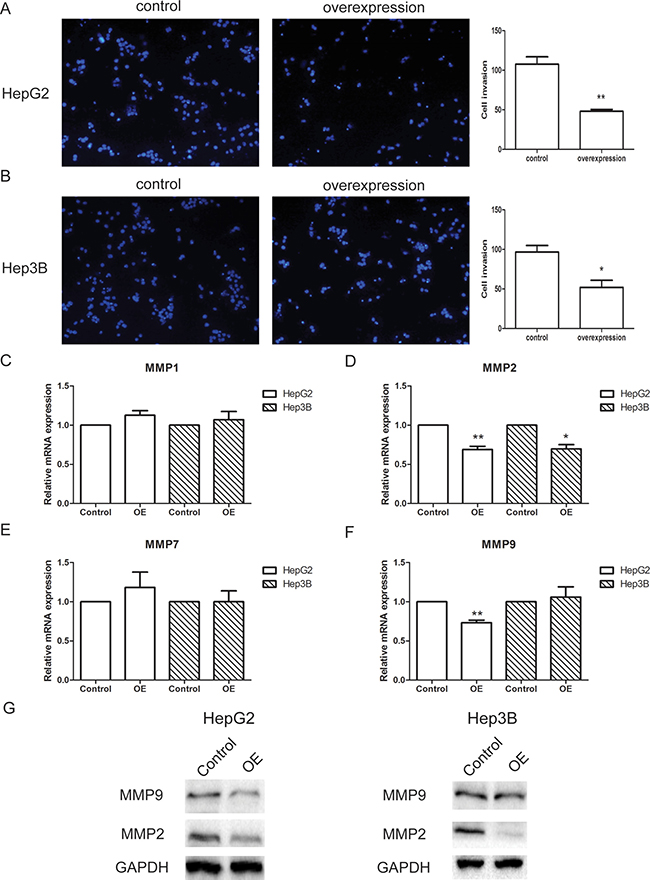 lncRNA-SVUGP2 suppresses invasion ability of HepG2 and Hep3B.