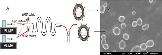 Schematic of P/LNPs synthesis using a microfluidic device.