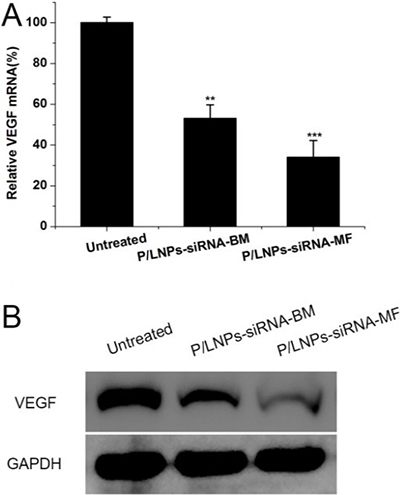 In vivo down-regulation of VEGF by siRNA in P/LNPs.