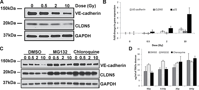 IR exposure decreases levels of VE-cadherin and CLDN5 proteins.