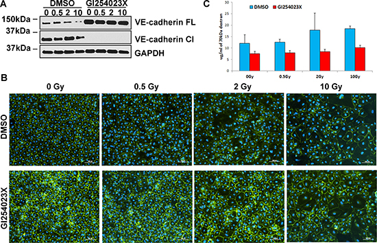 Inhibition of ADAM10 mitigates IR-induced reduction of VE-cadherin, improves quality of cell junctions and decreases endothelium permeability.