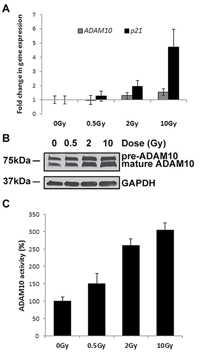 IR exposure stimulates ADAM10 activity.