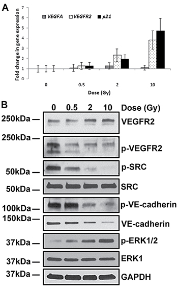 IR-induced permeability is independent of VEGF signalling.