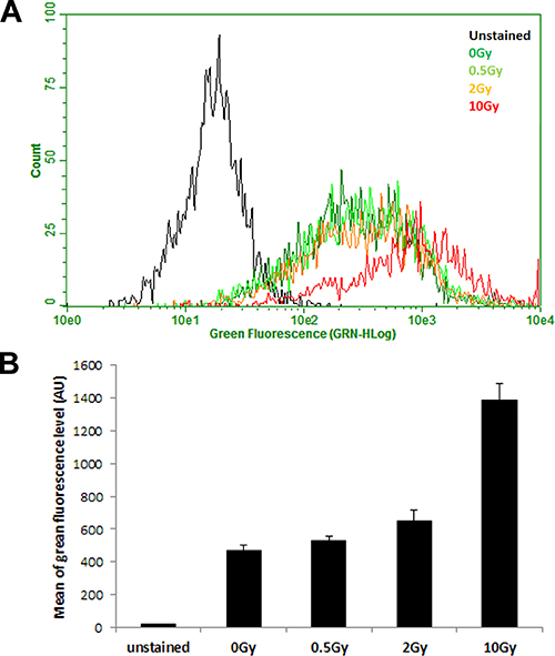 IR exposure increases intracellular calcium concentration.