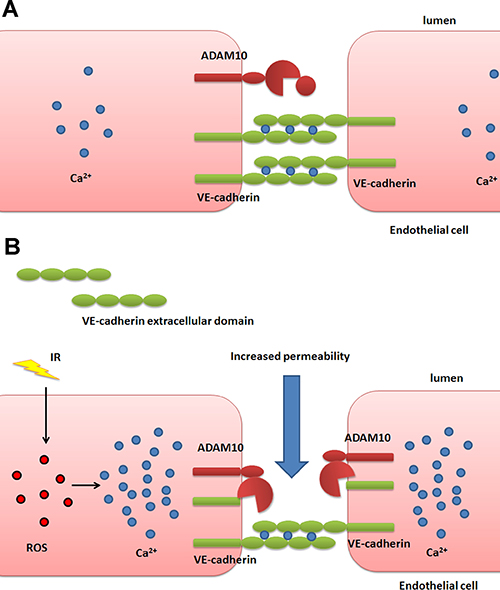 Schematic overview of the proposed mechanism of IR-induced endothelial permeability.