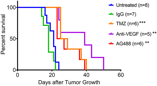 AG488 therapy increases percent survival in G55 gliomas.