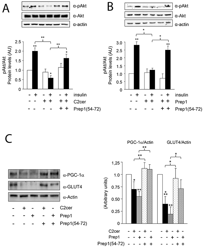 Effect of Prep1(54-72) peptide on Akt phosphorylation and PGC-1&#x03B1; and GLUT4 protein levels.