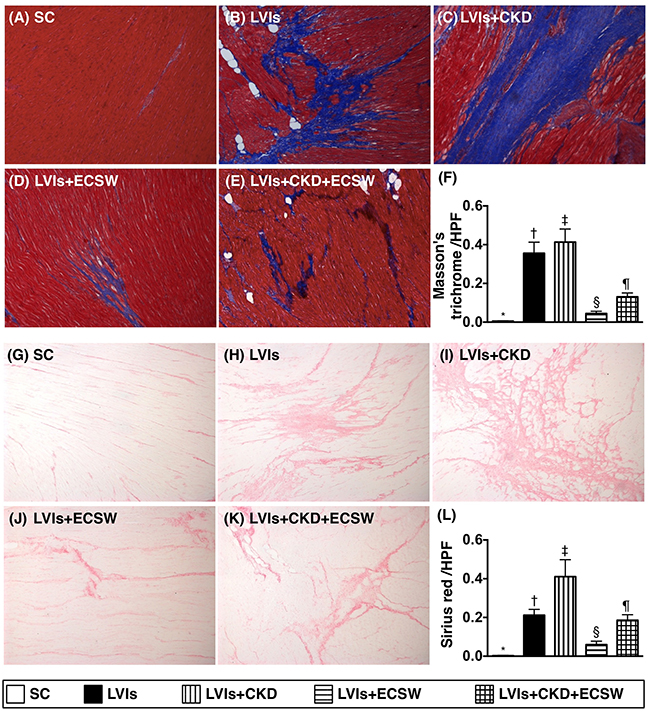Expressions of fibrosis and collagen deposition in LV myocardium by day 180 after CKD induction.