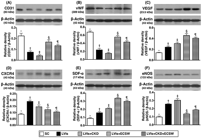 Protein expressions of angiogenesis factors in LV myocardium by day 180 after CKD induction.