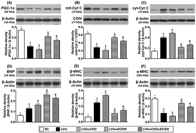 Protein expressions of mitochondrial integrity, pressure/volume overload and myocardial hypertrophy biomarkers in LV myocardium by day 180 after CKD induction.