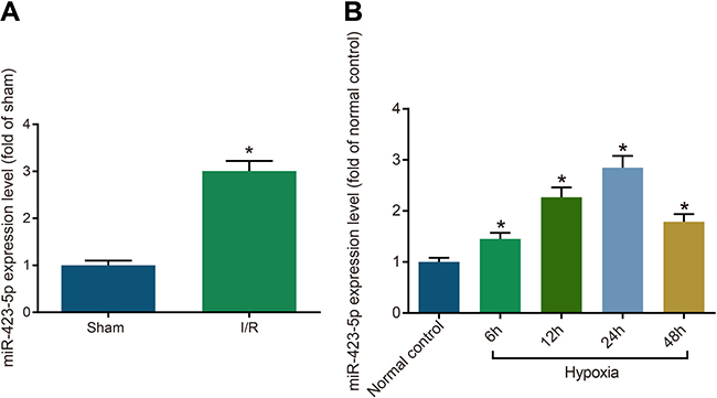 Increased miRNA-423-5p expression in kidney tissues after acute I/R and hypoxia/reoxygenation induced HK-2 cells.