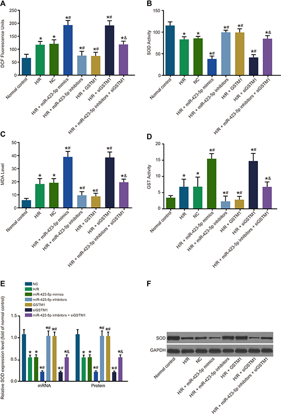 Analysis of oxidative stress in hypoxia/reoxygenation induced HK-2 cells.