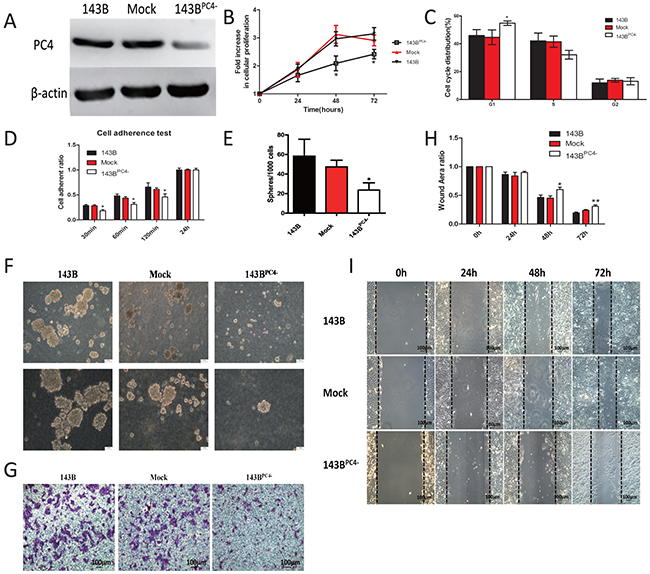 Stable knockdown of PC4 and the accompanied malignant phenotype change.