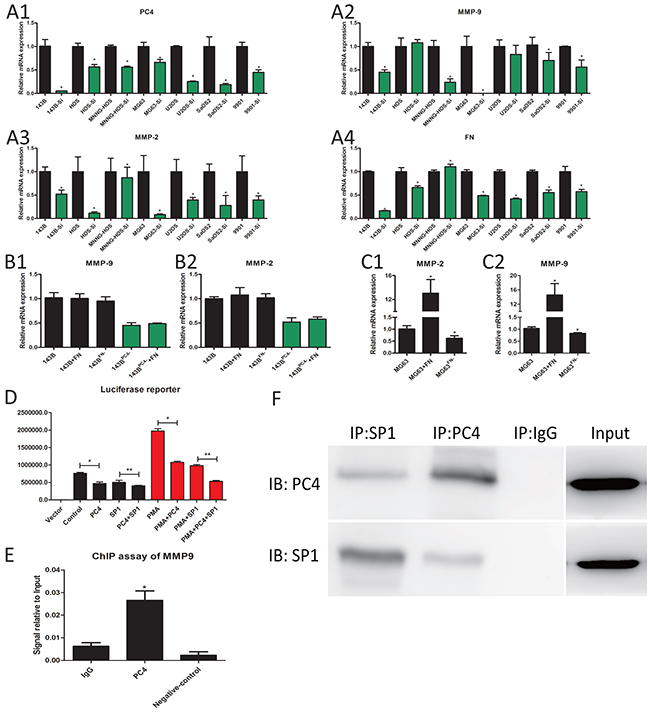 PC4 binds with SP1 and regulate the transcription of MMP9.