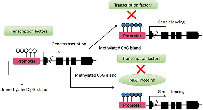 How DNA methylation regulates transcription.