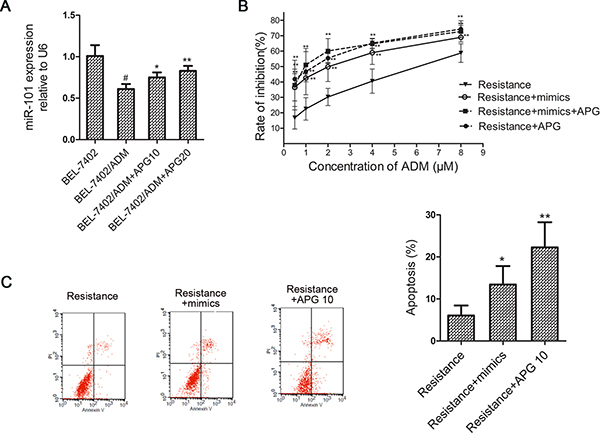 MiR-101 mediates APG induced ADM-sensitizing effect in BEL-7402/ADM cells.