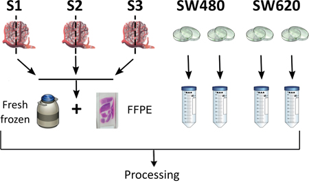 Schematic representation of experimental design and sampling procedure.